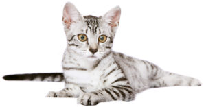 102 Interesting Egyptian Cat Names And Their Meanings ...