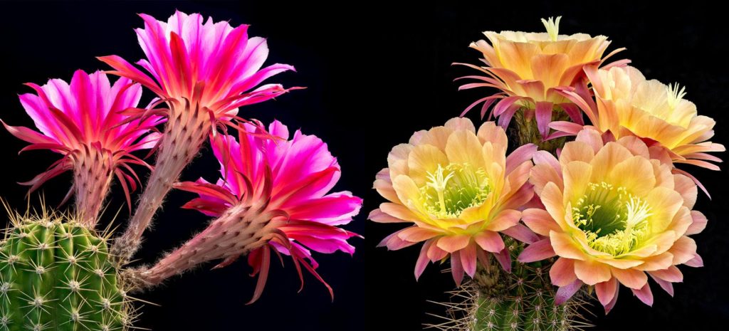 59 Flowers That Start With C That You Can Choose When You Need It Suggesname