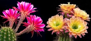 flowers that start with c, cactus
