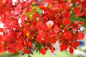 french flower names