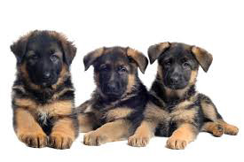 german-shepherd-boy-puppies